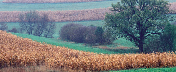 Minnesota Prairie