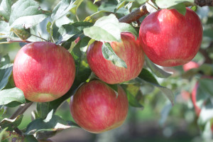 honeycrisp apples