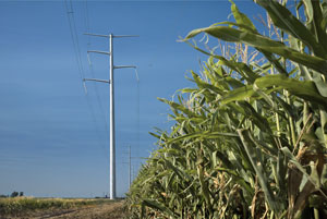 power lines and cornfield