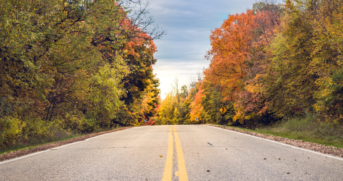 Road through the woods