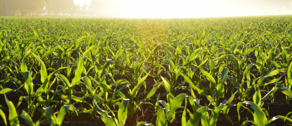 cornfield