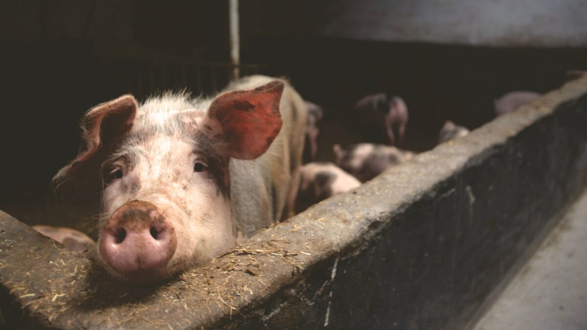 pig looking thoughtful