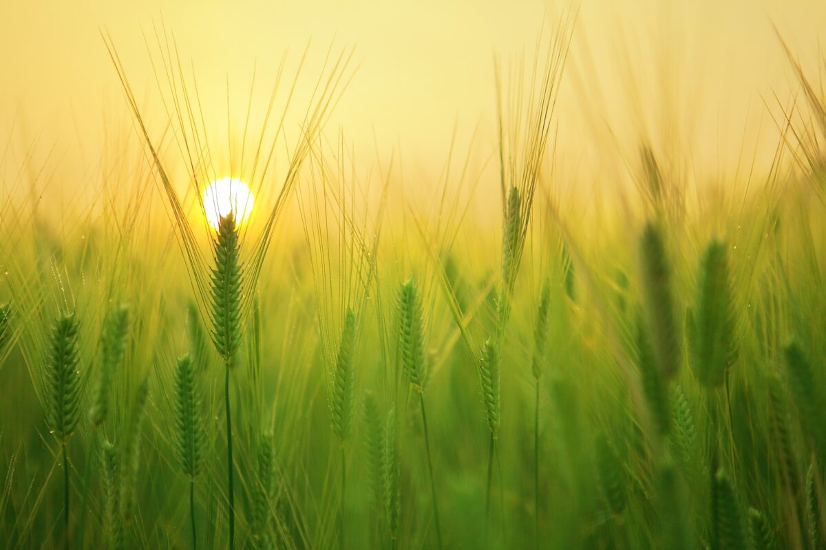 Barley field at sunset. Image by KBCH via Pixabay.